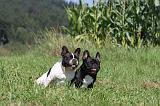 BOULEDOGUE FRANCAIS 116